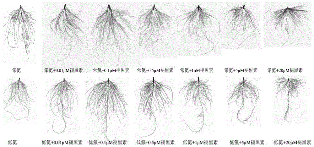 一種增強植物氮素吸收利用的植物生長調節劑