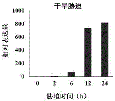小麥抗逆性調控蛋白TaCOR58及其編碼基因與應用