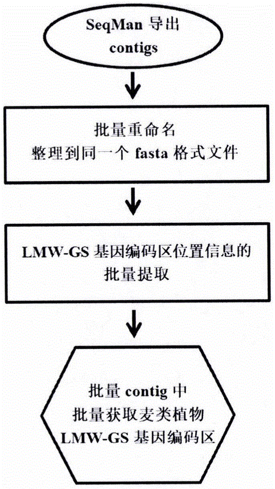 一種從批量contig中批量獲取麥類植物LMW-GS基因編碼區的方法