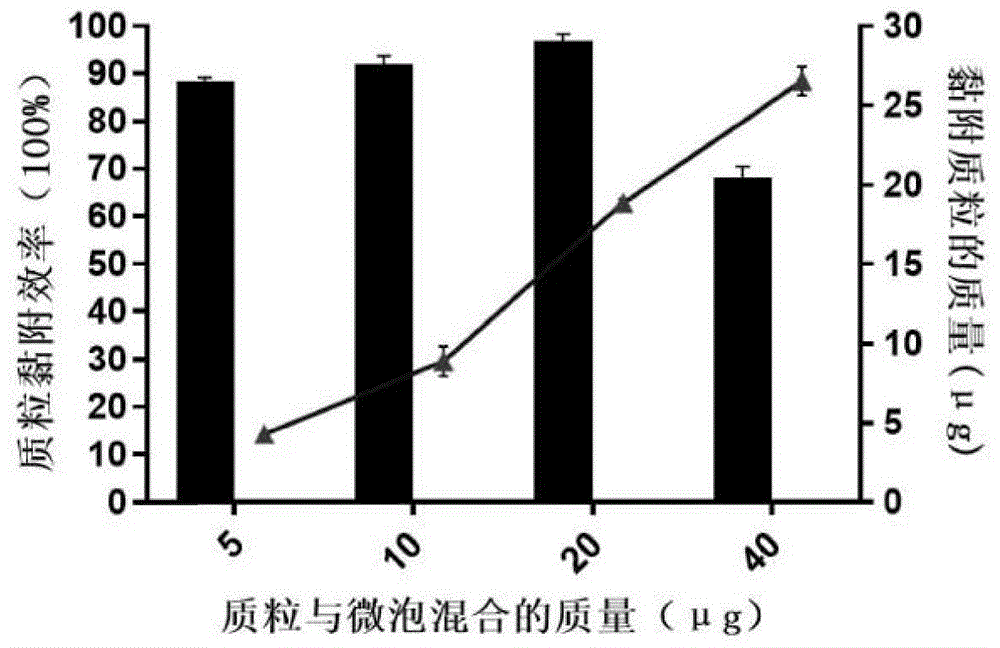 一種陽離子微泡的制備方法及應用