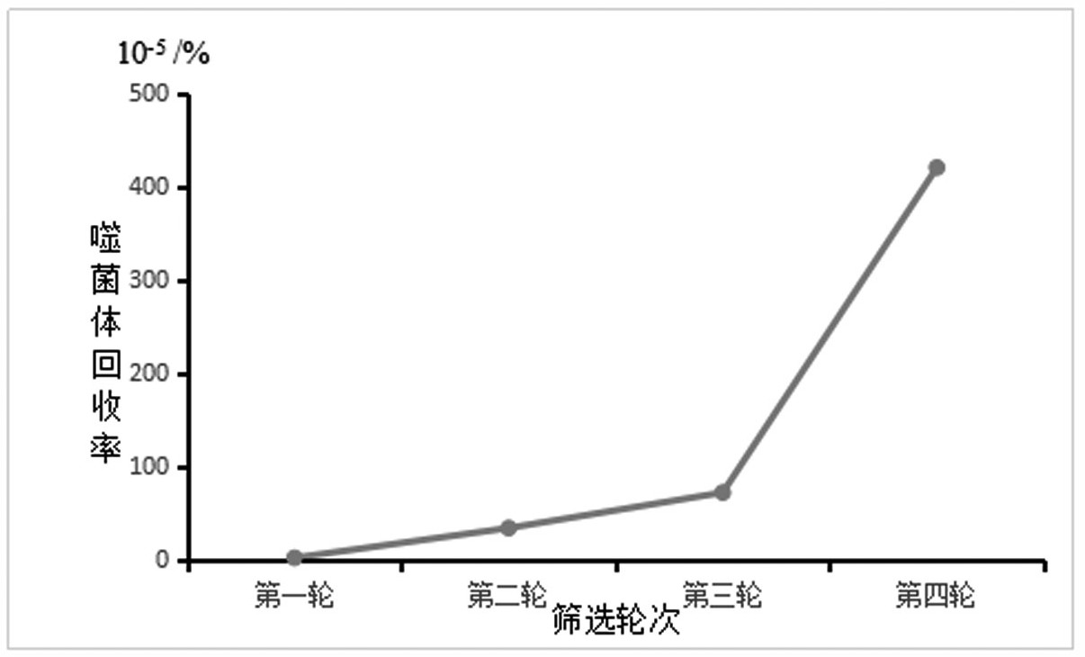 基于鼠源天然單鏈抗體庫(kù)篩選識(shí)別CIM-ScFv抗體的多肽序列及其應(yīng)用