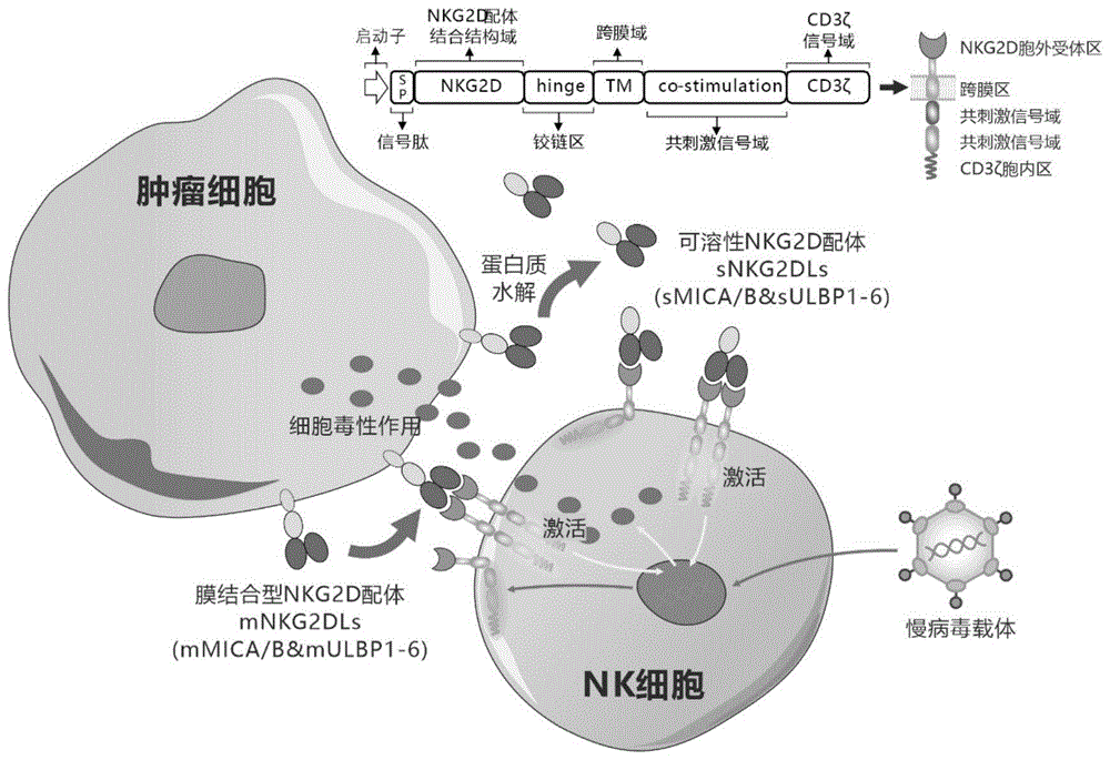靶向人膜結(jié)合型和可溶性NKG2D配體的嵌合受體、核酸分子、免疫效應(yīng)細(xì)胞及其應(yīng)用