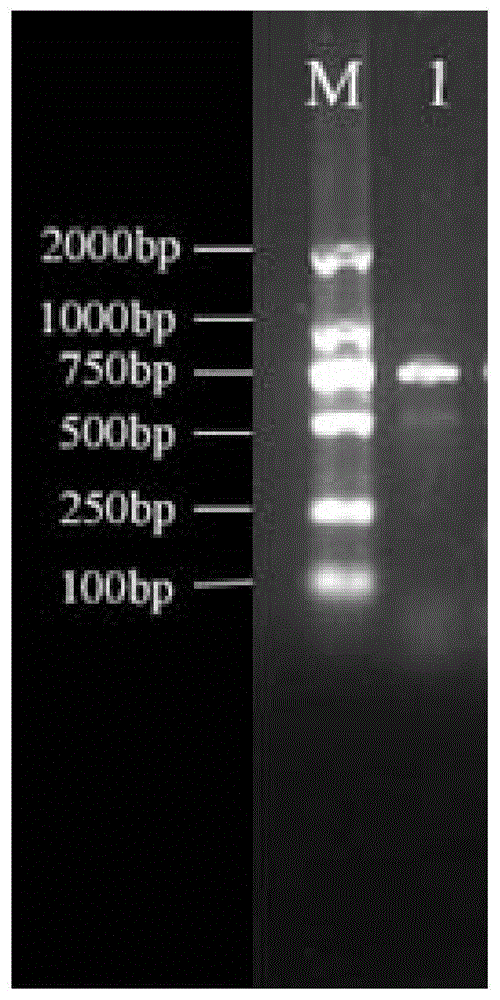 一種基于CRISPR的大腸桿菌ST131系菌株檢測引物、試劑盒及檢測方法