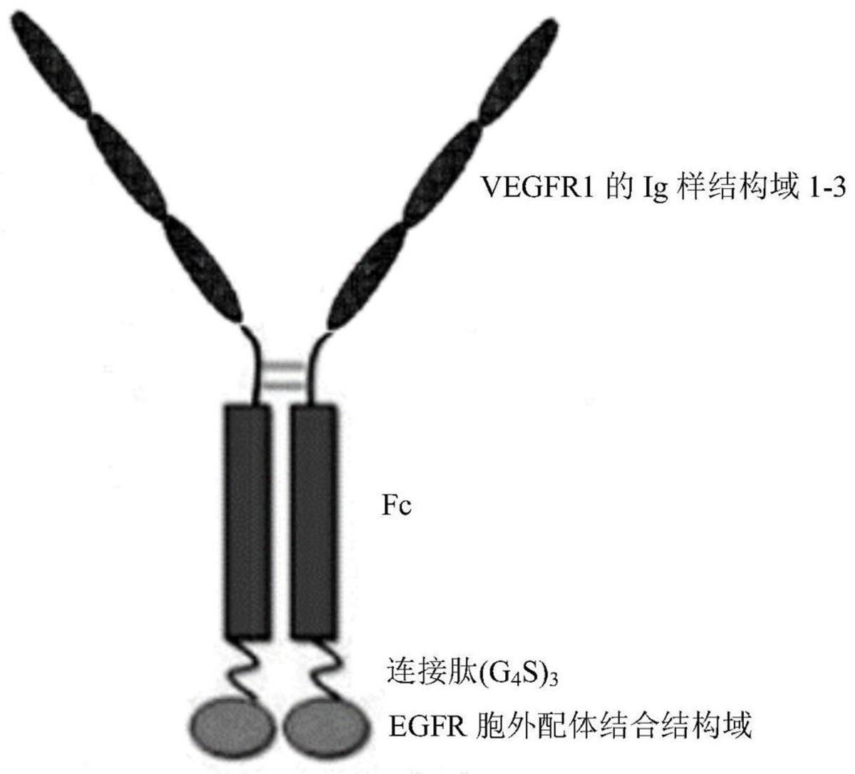 雙特異性融合蛋白、其編碼基因以及用途