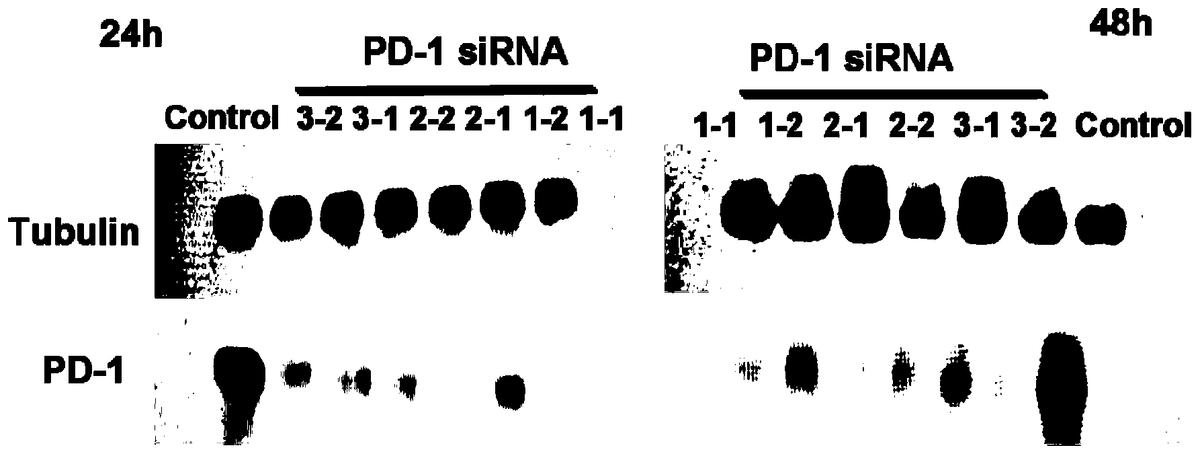 PD-1特異性干擾序列、質粒、減毒沙門氏菌及在抗腫瘤的應用