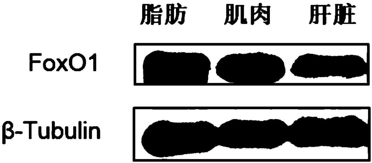 一種草魚FoxO1多肽抗原、抗體及其制備方法、應用