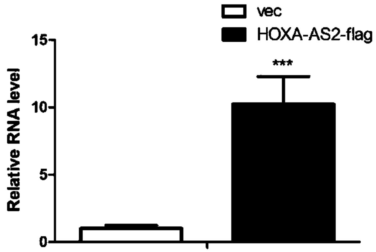 長鏈非編碼RNA-HOXA-AS2在骨組織損傷修復中的應用
