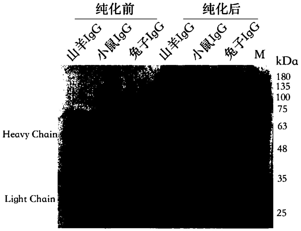 一種基于葡聚糖微球的免疫沉淀試劑及其制備方法與應用