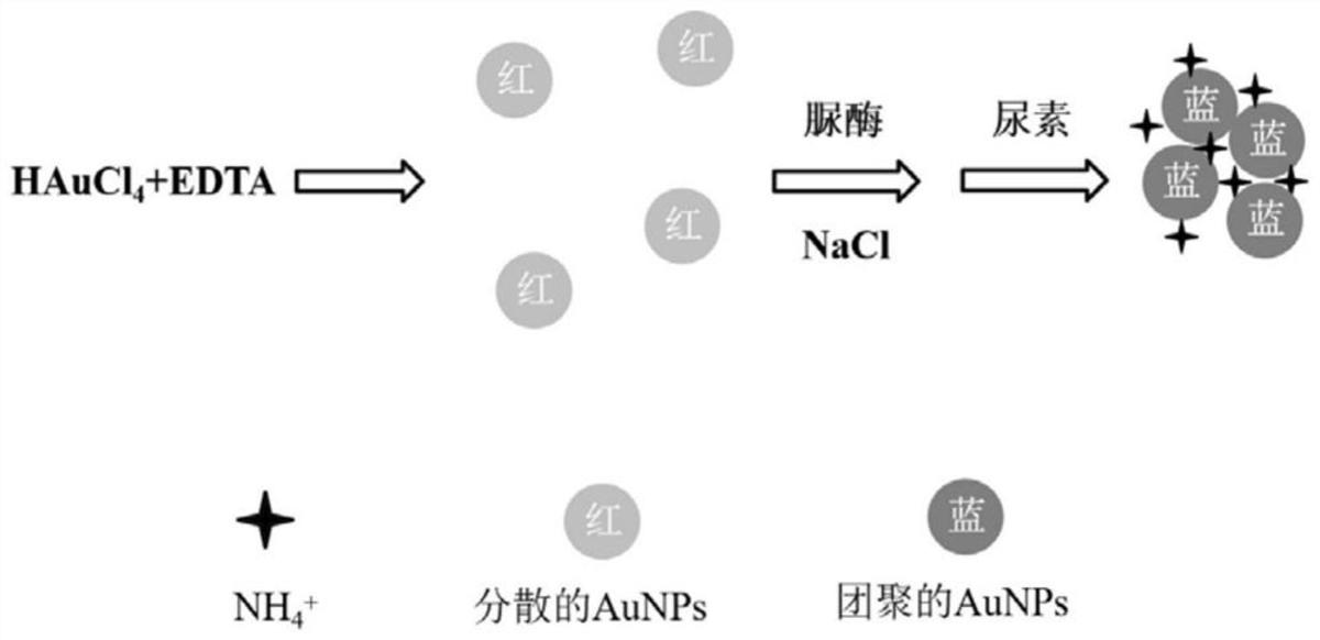 一種基于酶解的尿素檢測方法及其應用