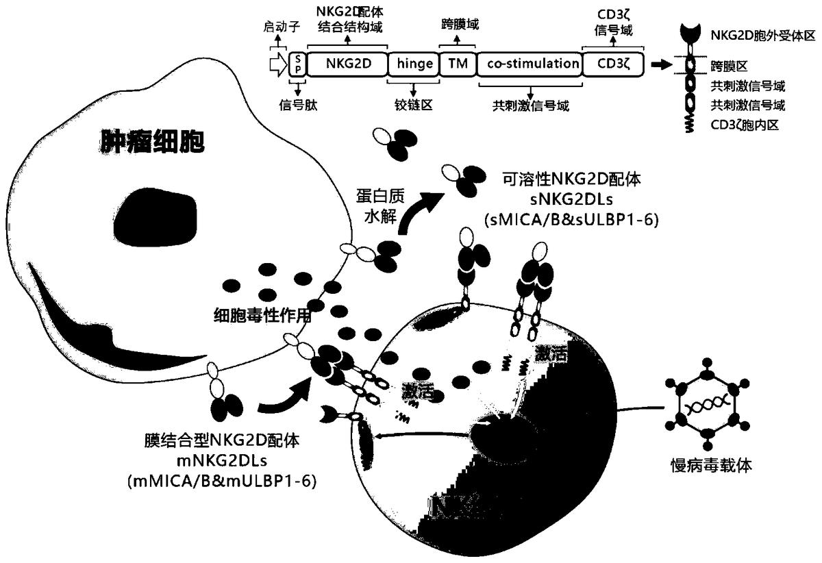 靶向人膜結合型和可溶性NKG2D配體的嵌合受體、核酸分子、免疫效應細胞及其應用