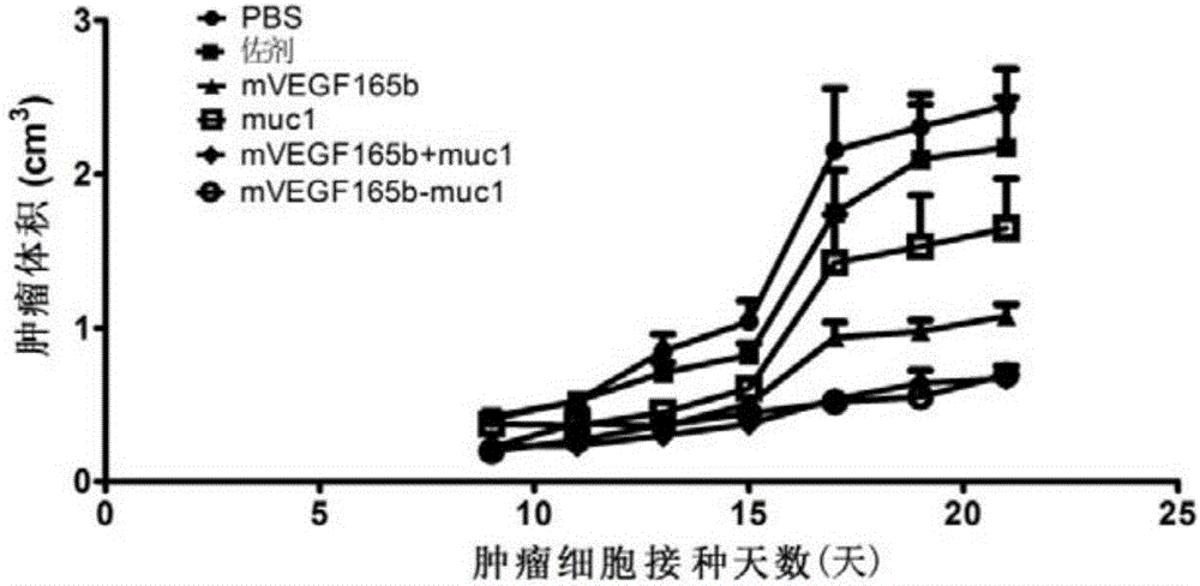 靶向VEGF與mucin1的抗腫瘤疫苗、編碼基因、表達載體、表達工程菌及應用